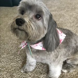 Meet your Posher, Alice